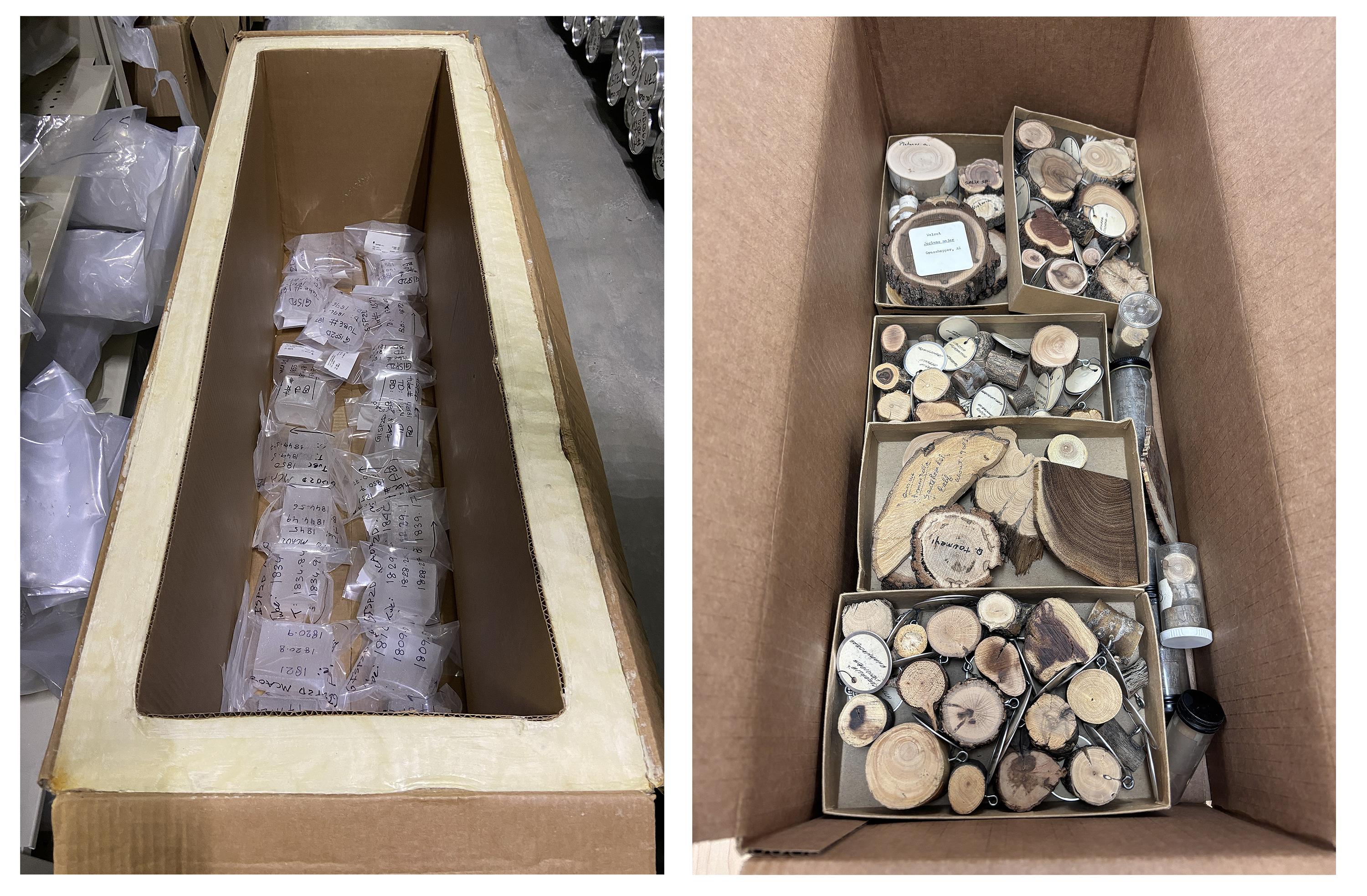 Jacinda Russell, "2022 CE: NSF-Ice Core Facility archive freezer (-36º C) & 2025 CE: Taxonomic Box, LTRR archive (24ºC)," 2022 / 2025
